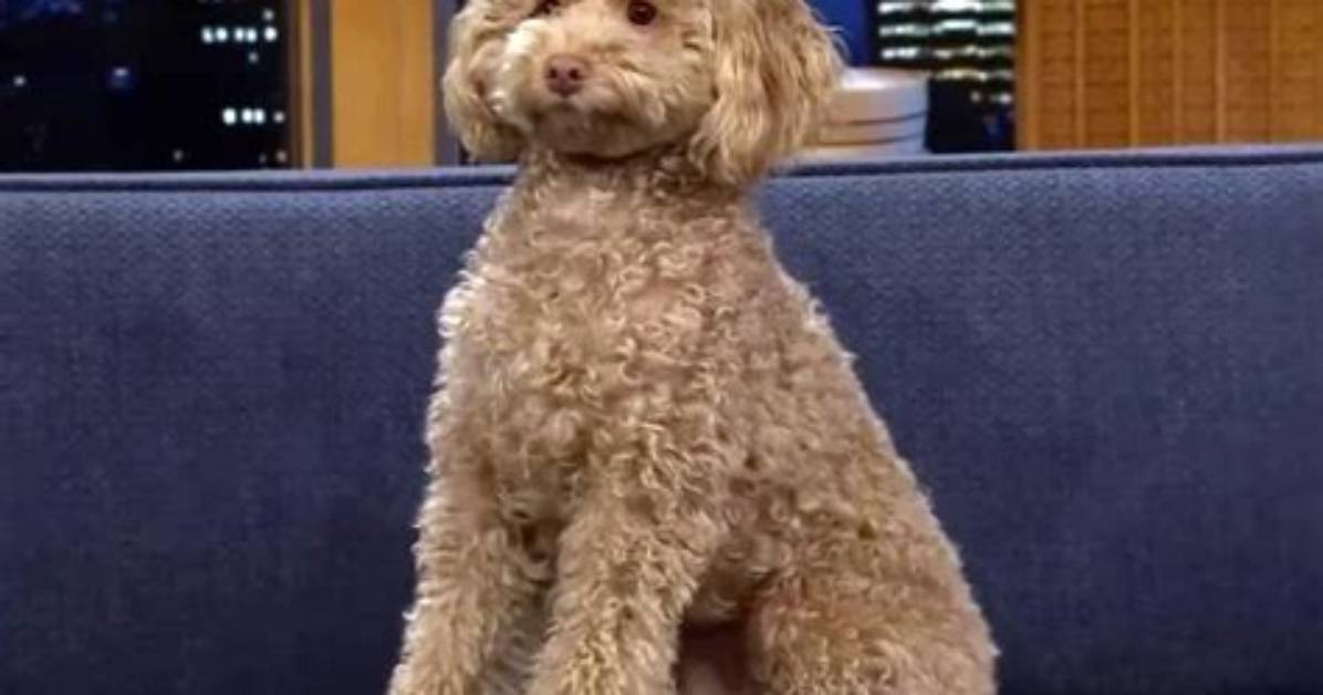 Millie Bobby Brown’s Rescue Poodle, Winnie, Steals the Show on ‘The Tonight Show’