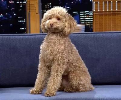 Millie Bobby Brown’s Rescue Poodle, Winnie, Steals the Show on ‘The Tonight Show’
