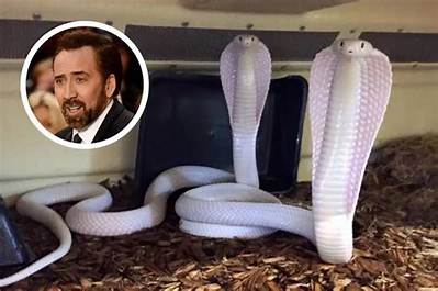 Nicolas Cage Pets - Celebrity Pets