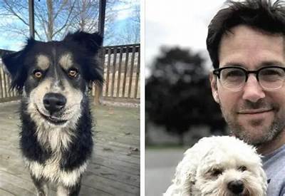 Pawl Ruff the Shelter Dog Hoping to Get Adopted by His Look-Alike Paul Rudd