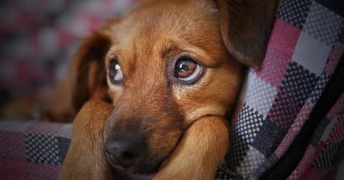 Pet Dogs to Be Confiscated in North Korean Capital of Pyongyang on Kim Jong-Un’s Orders! Why?