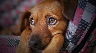 Pet Dogs to Be Confiscated in North Korean Capital of Pyongyang on Kim Jong-Un’s Orders! Why?
