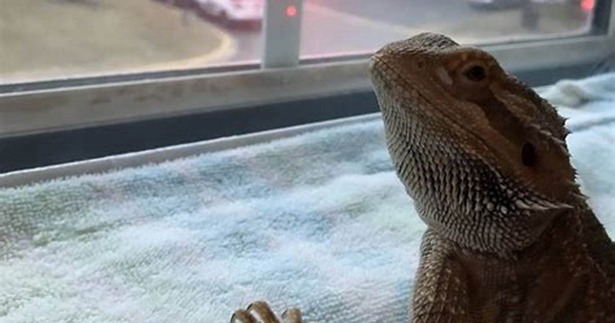 Petey the Bearded Dragon Likes Long Relaxing Baths, Worm Dinners, and Murder