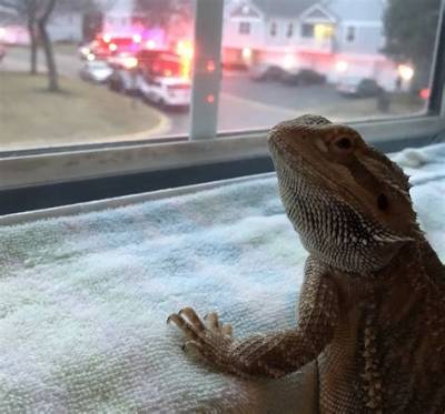 Petey the Bearded Dragon Likes Long Relaxing Baths, Worm Dinners, and Murder