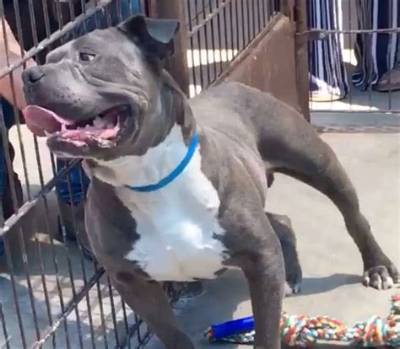 Pitbull Abandoned at Shelter, Locked in Dropbox with Four Fluffy Roommates