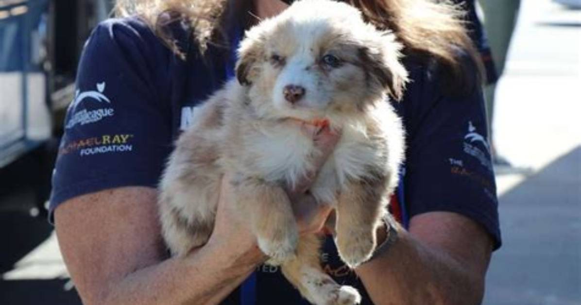 Pomeranians, Poodles, and Other Purebred Dogs Rescued from Puppy Mill and Moved to N. Y. Shelter