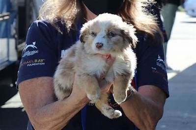 Pomeranians, Poodles, and Other Purebred Dogs Rescued from Puppy Mill and Moved to N. Y. Shelter