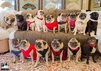 #Pugchat: the Weekly Wednesday Twitter Chat All About Pugs