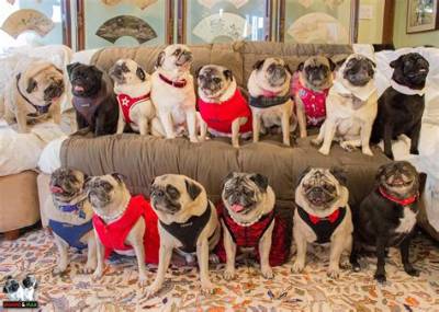 #Pugchat: the Weekly Wednesday Twitter Chat All About Pugs