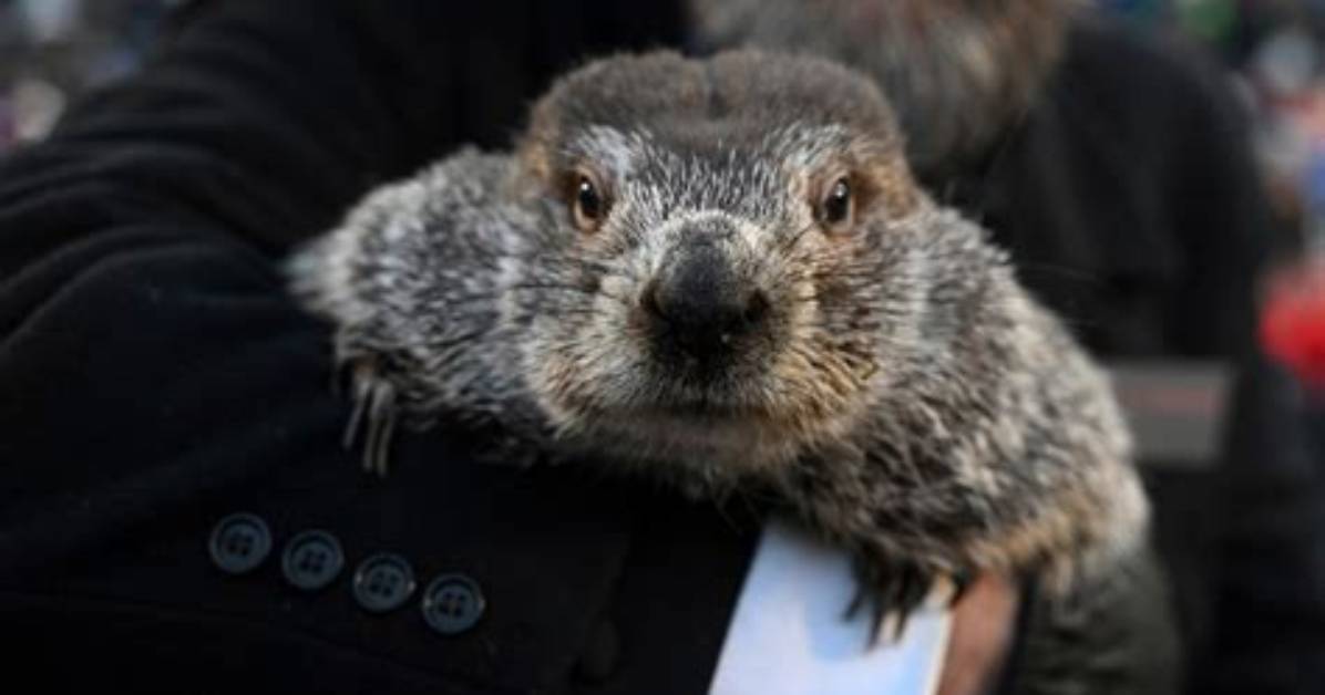 Punxsutawney Phil Saw His Shadow, There Will Be Six More Weeks of Winter