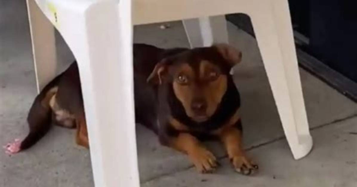 Puppy Hides Under a Chair for 3 Weeks Before Someone Noticed Him