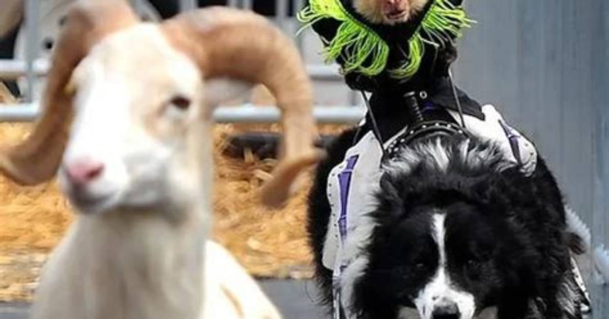 Ride or Die: Top Ten Hitchhiking Animals Buds