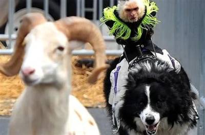 Ride or Die: Top Ten Hitchhiking Animals Buds