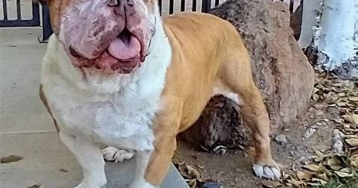 Rolly the $50,000 English Bulldog Adopted by Tyga and Kylie Jenner