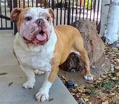 Rolly the $50,000 English Bulldog Adopted by Tyga and Kylie Jenner