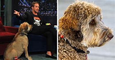 Ryan Gosling Brought His Bad Dog to Yoga Class, Where It Peed in the Corner