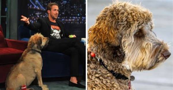 Ryan Gosling Brought His Bad Dog to Yoga Class, Where It Peed in the Corner
