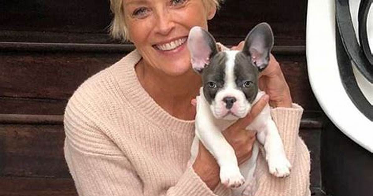 Sharon Stone’s Older French Bulldog Is Not Impressed with Her New Puppy