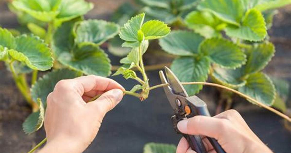 Should I Cut off Strawberry Runners?