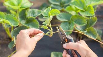 Should I Cut off Strawberry Runners?
