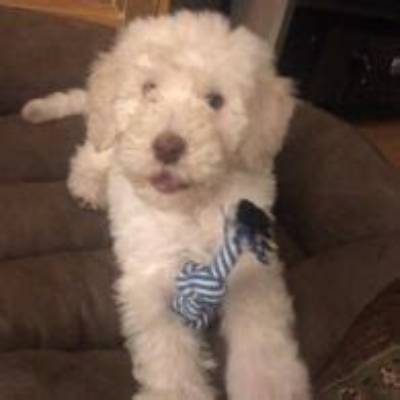 Skeppy Pets - Celebrity Pets