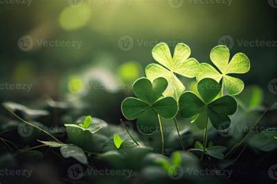 St. Patrick’s Day Wild Clovers in a Vase