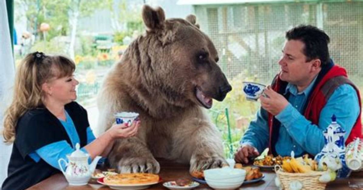 Stepan the House Bear: from Rescue to World-Famous Model