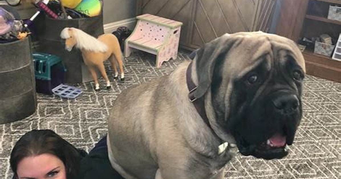 Stephanie Mcmahon Pets - Celebrity Pets
