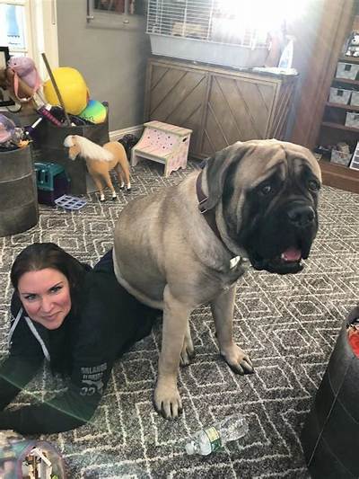 Stephanie Mcmahon Pets - Celebrity Pets