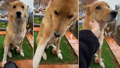 Stray Dogs Offers Comfort to a Stranger in the Face of Grief (Video)