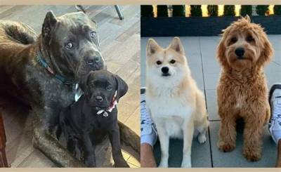 Super Bowl Lvii: Meet the Dogs of the Eagles and Chiefs
