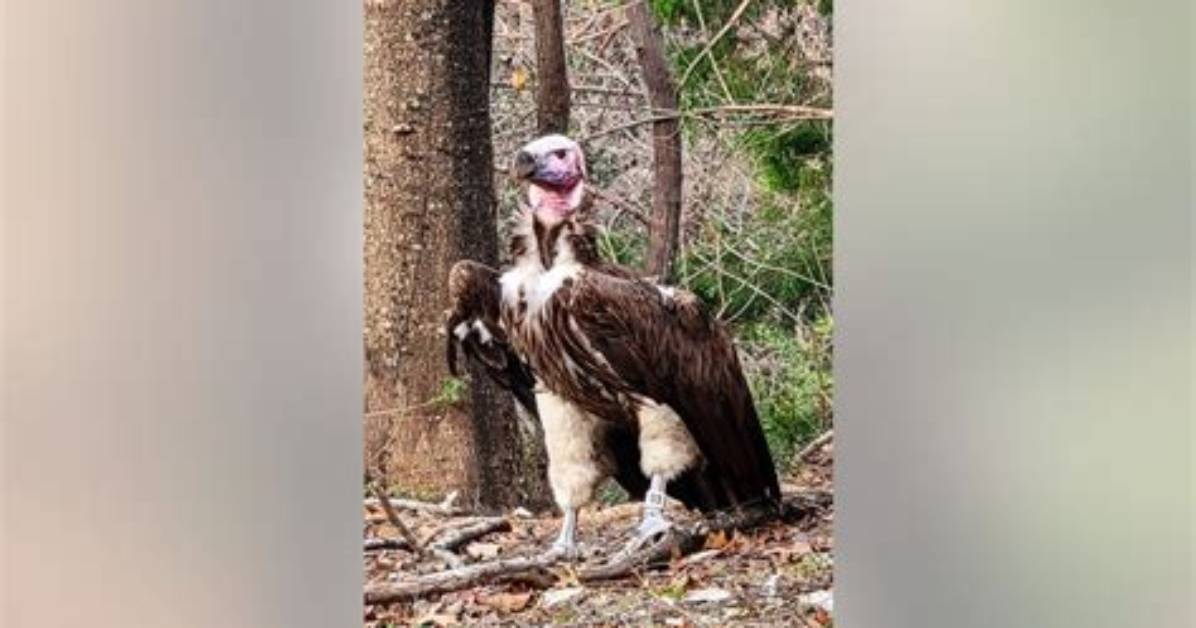 ‘Suspicious Death’ of Endangered Dallas Zoo Vulture: $10,000 for Information Leading to Arrest and Charge in the Case