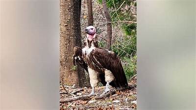 ‘Suspicious Death’ of Endangered Dallas Zoo Vulture: $10,000 for Information Leading to Arrest and Charge in the Case
