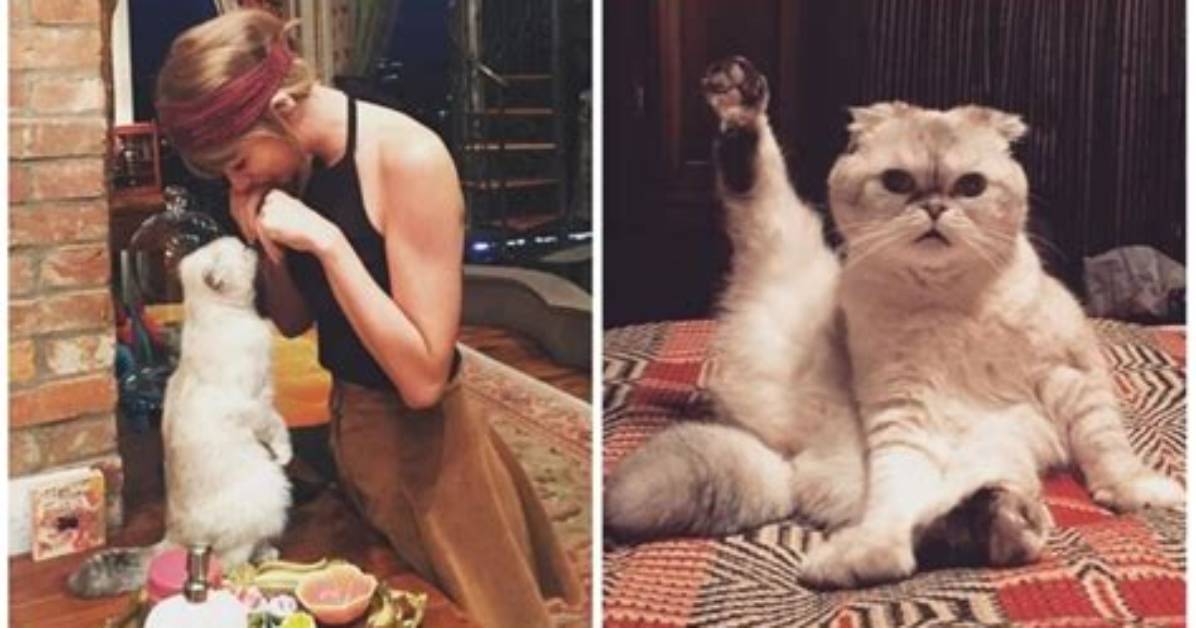 Taylor Swift’s Cat Has Earning Power up to $97 Million