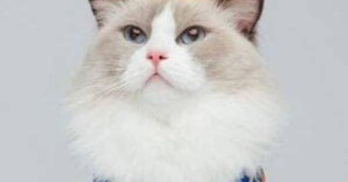 Thatlittlepuff - Age, Family, Bio