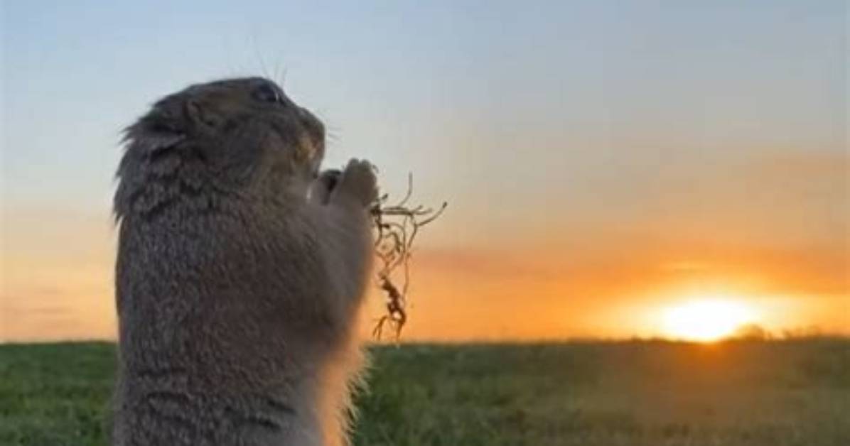 The Adventures of Prairie Chuck