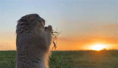 The Adventures of Prairie Chuck
