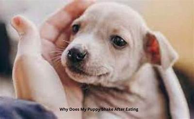 The Rock’s Puppy Died After Eating a Poisonous Mushroom, Is ‘In Pup Heaven’