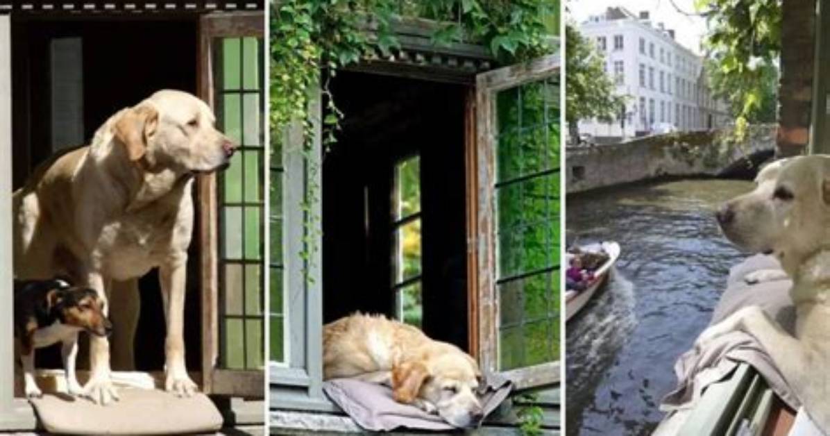 The Story of Fidel, the Celebrity Dog of Bruges, Belgium