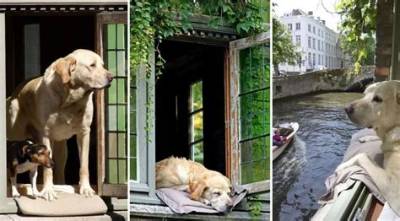 The Story of Fidel, the Celebrity Dog of Bruges, Belgium