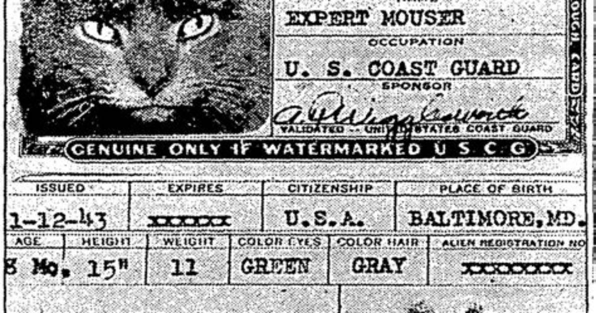The Story of Herman the Coast Guard Cat and “Expert Mouser” Who Had His Own Passport
