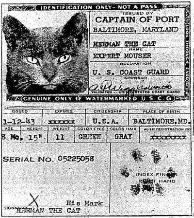 The Story of Herman the Coast Guard Cat and “Expert Mouser” Who Had His Own Passport