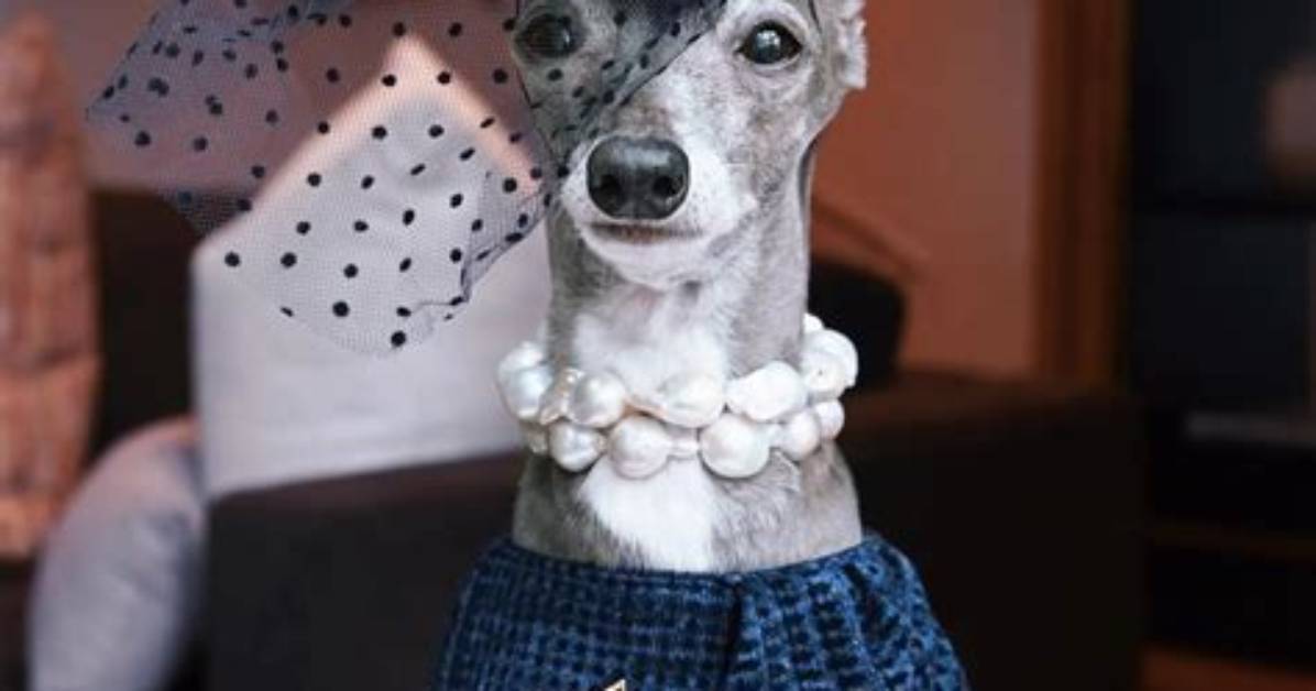 Tika the Iggy – You Can Have Anything You Want in Life If You Dress for It