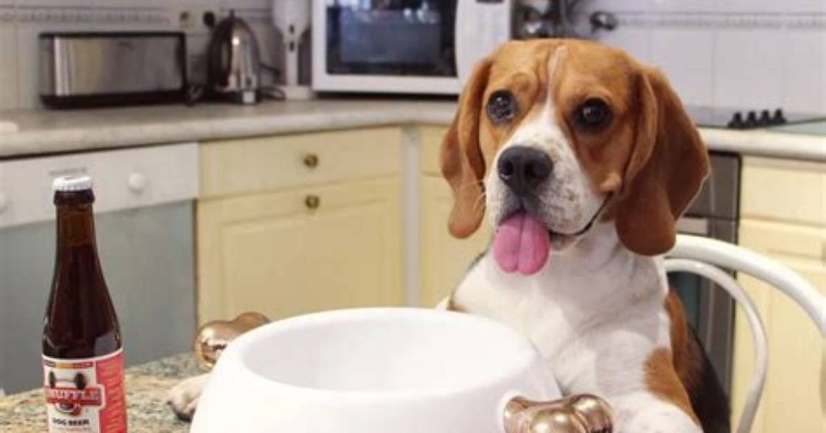 Top 10 Beagles on Instagram