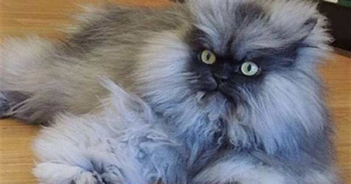 Top 10 Instafamous Felines Who Went from Rags to Richest