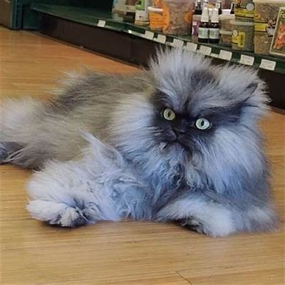 Top 10 Instafamous Felines Who Went from Rags to Richest