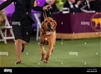 Trumpet the Bloodhound Won Westminster Kennel Club’s Best in Show