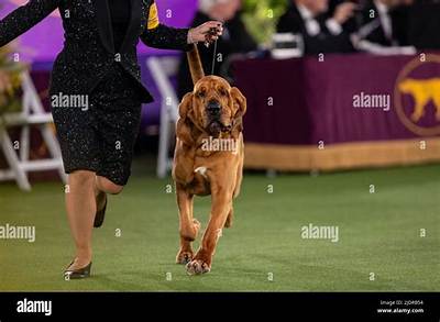 Trumpet the Bloodhound Won Westminster Kennel Club’s Best in Show