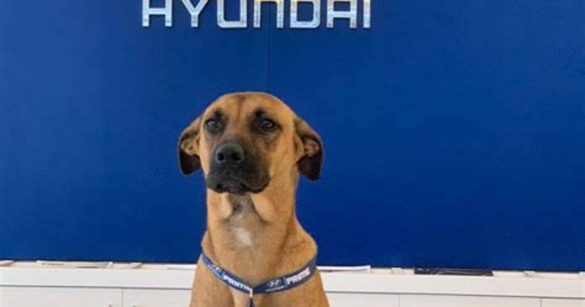 Tucson Prime: from Stray Dog to Car Salesman