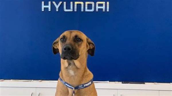 Tucson Prime: from Stray Dog to Car Salesman